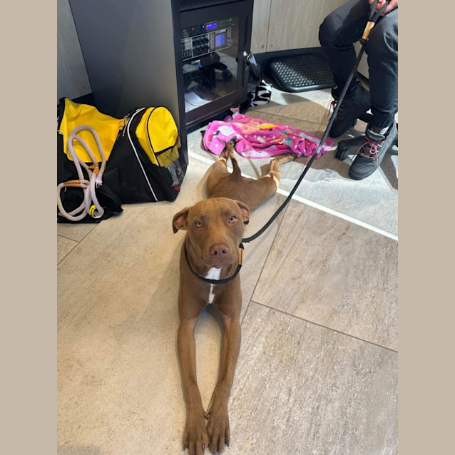 Photo of Lady Imp 826