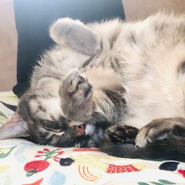 Photo of Heidi   Located In Macleod