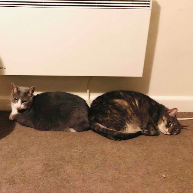 Photo of Heidi   Located In Macleod