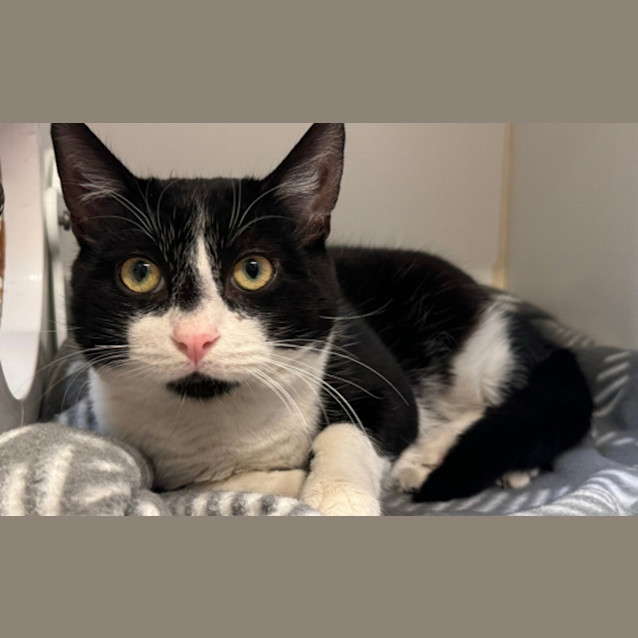 Photo of Midnight
