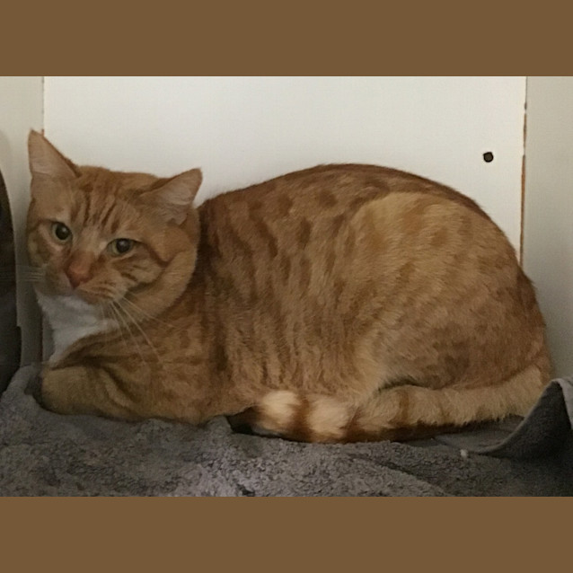 Photo of Chester