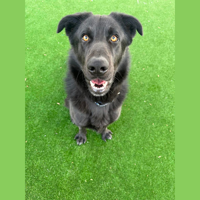 Photo of Blackie Imp 1319