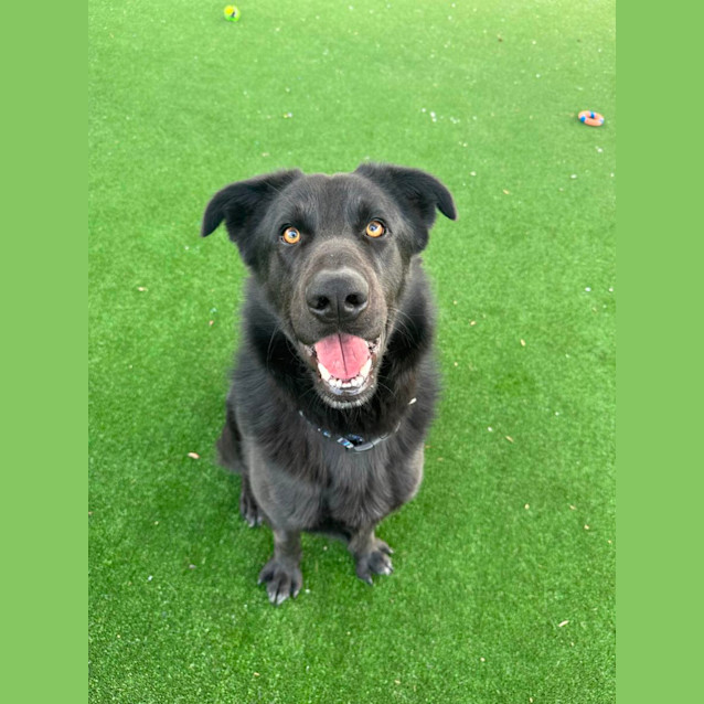 Photo of Blackie Imp 1319