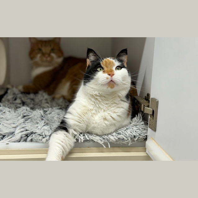 Photo of Pip