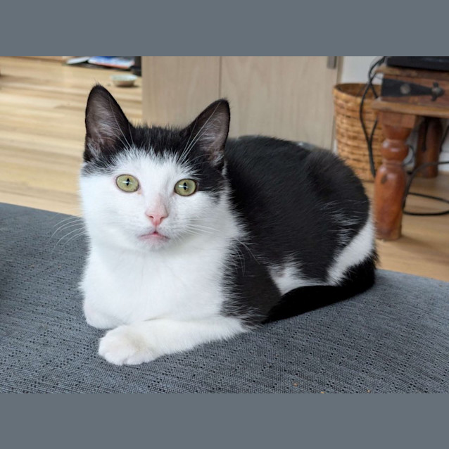 Photo of Harley   Located In Preston
