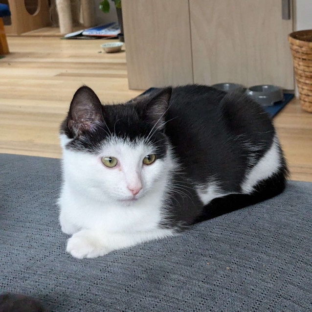 Photo of Harley   Located In Preston
