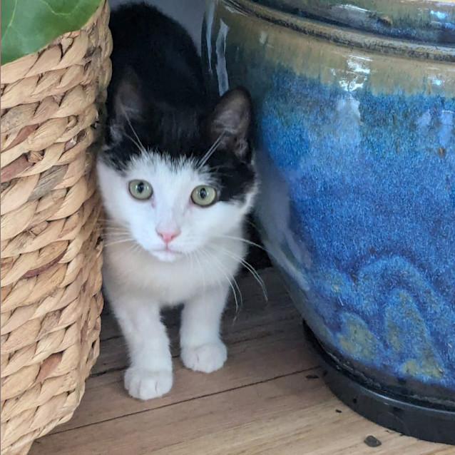 Photo of Harley   Located In Preston