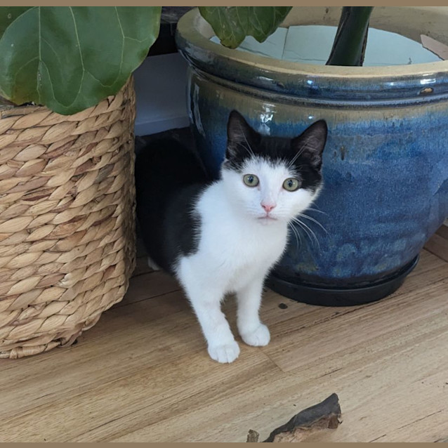 Photo of Harley   Located In Preston