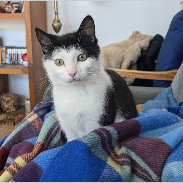 Photo of Harley   Located In Preston