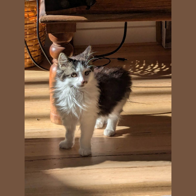 Photo of Rose   Located In Preston