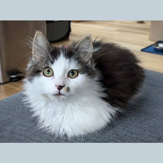 Photo of Rose   Located In Preston