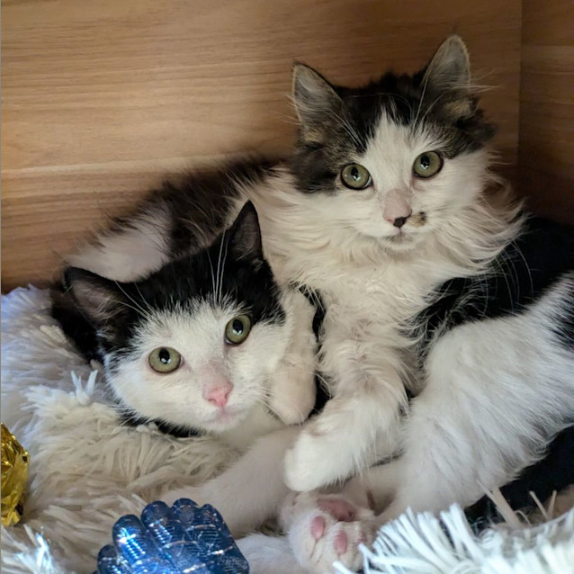 Photo of Rose   Located In Preston