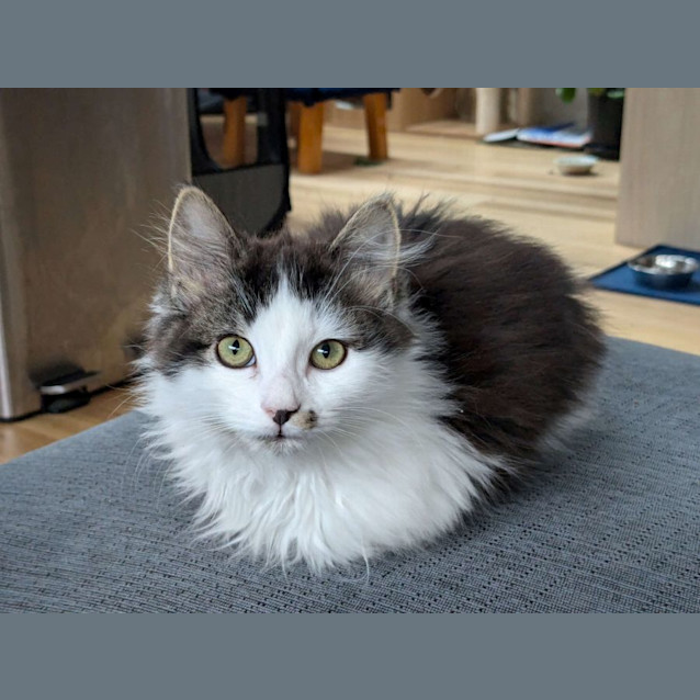 Photo of Rose   Located In Preston