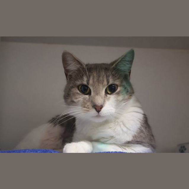 Photo of Bagel