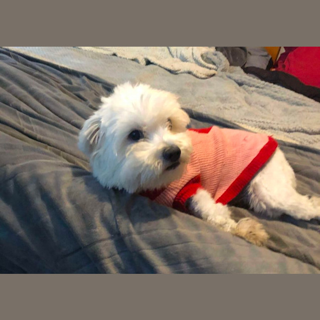 Photo of Mauve
