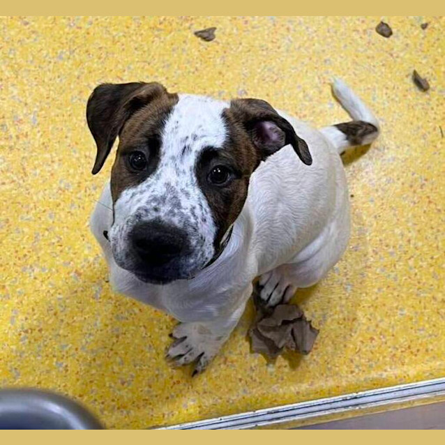 Photo of Buddy