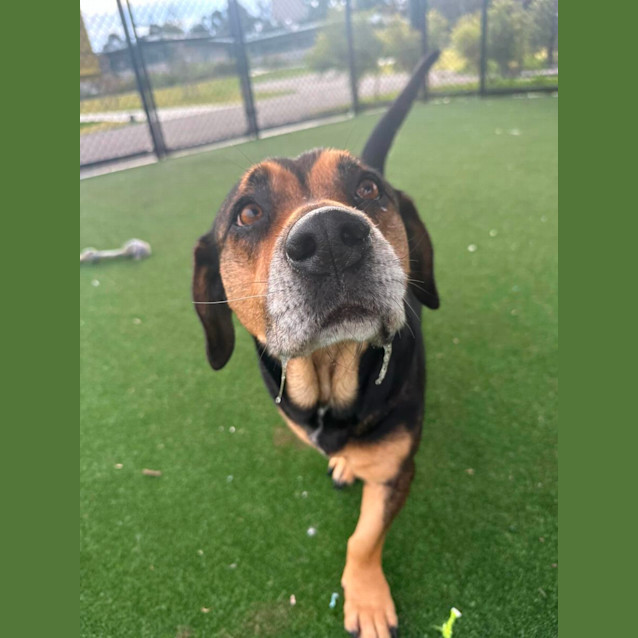 Photo of Bonnie Imp 992