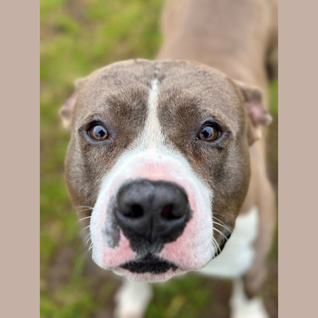 Photo of Bronson