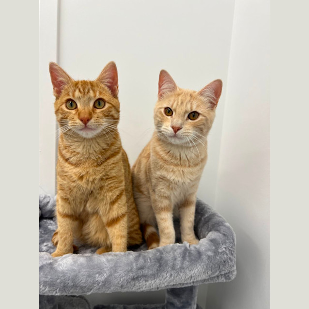 Photo of Custard & Marmalade