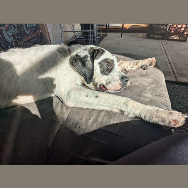 Photo of Griffin 🐕