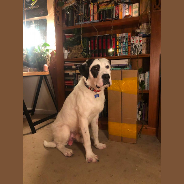 Photo of Griffin 🐕