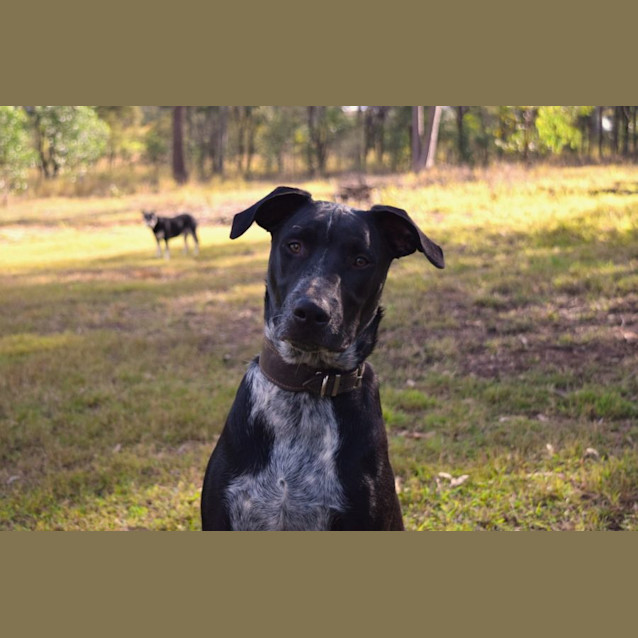 Photo of Blueberry *$250 Adoption Fee*