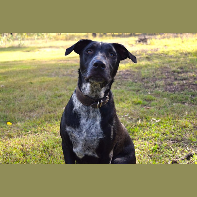 Photo of Blueberry *$250 Adoption Fee*