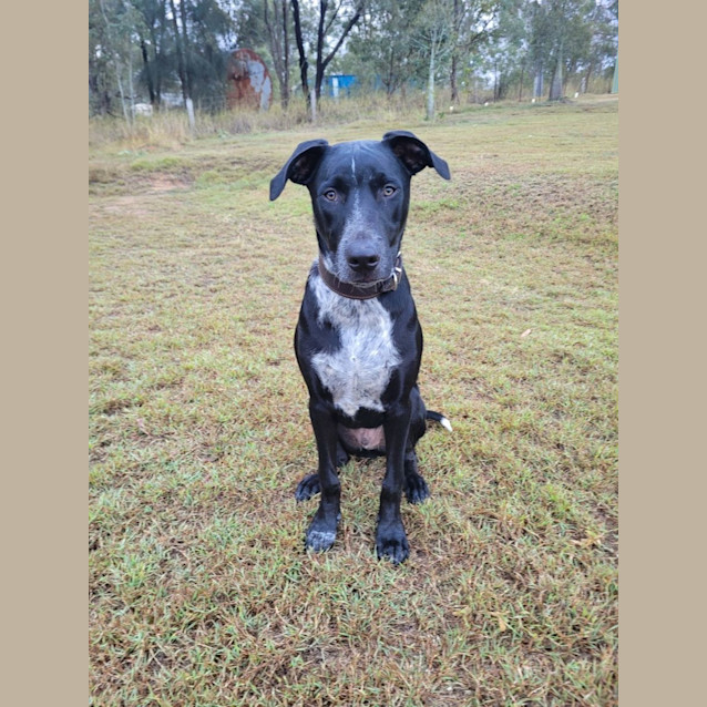 Photo of Blueberry *$250 Adoption Fee*