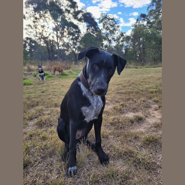 Photo of Blueberry *$250 Adoption Fee*