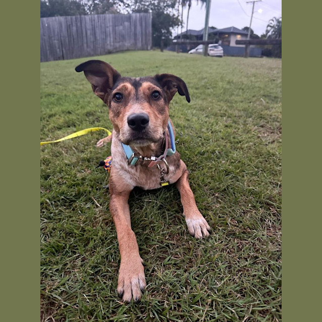 Photo of Keisha *$150 Adoption Fee*