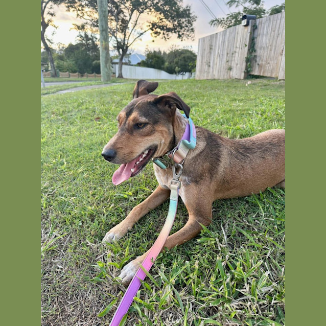 Photo of Keisha *$150 Adoption Fee*