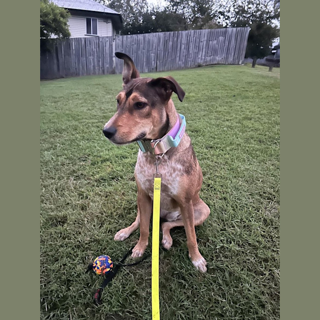 Photo of Keisha *$150 Adoption Fee*