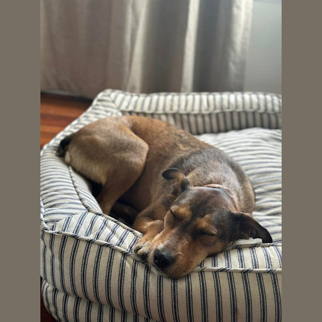 Photo of Keisha *$150 Adoption Fee*