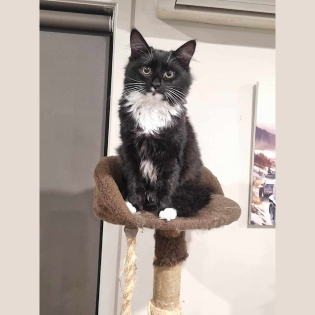 Photo of Butterscotch