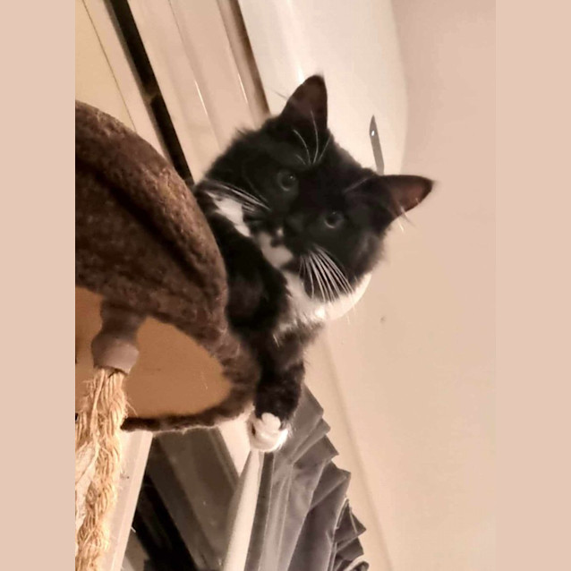 Photo of Butterscotch