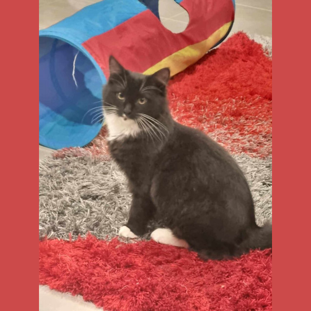 Photo of Butterscotch