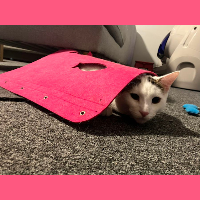 Photo of Lincoln And Mango