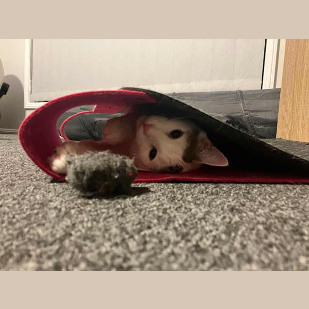 Photo of Lincoln And Mango