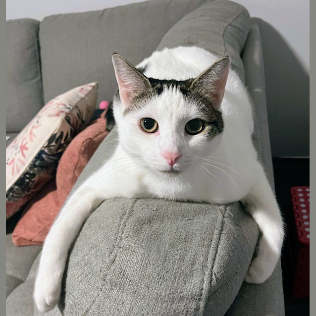 Photo of Mango And Lincoln