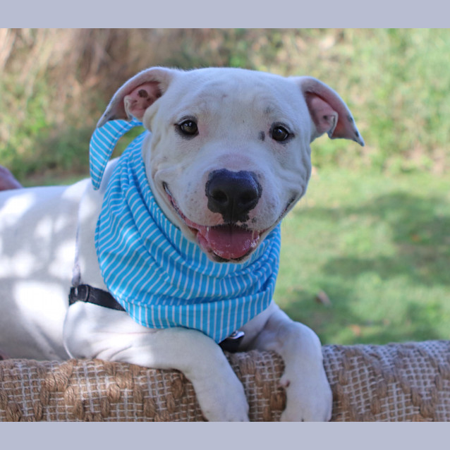 Photo of Bandit