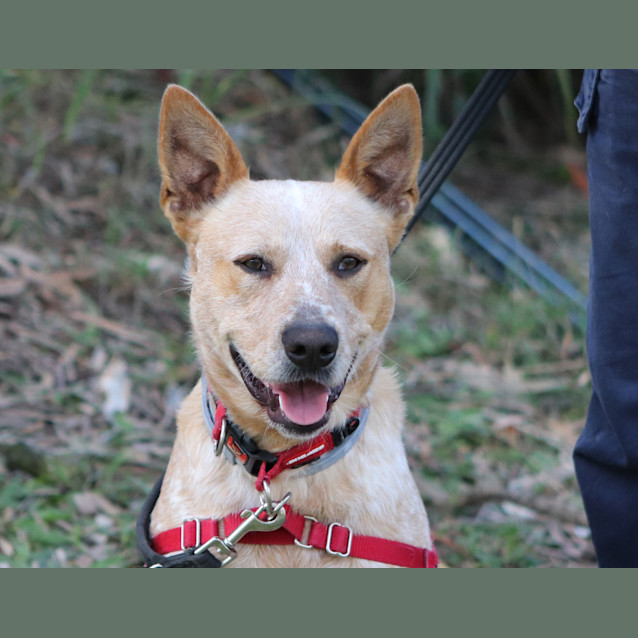 Photo of Rusty