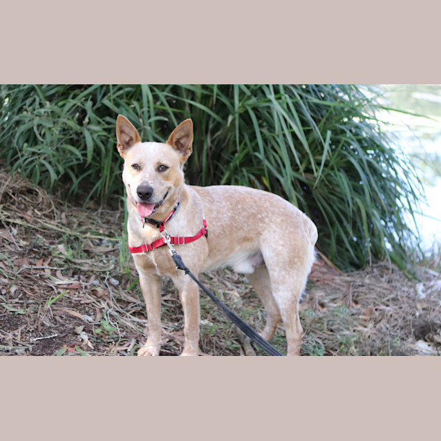 Photo of Rusty