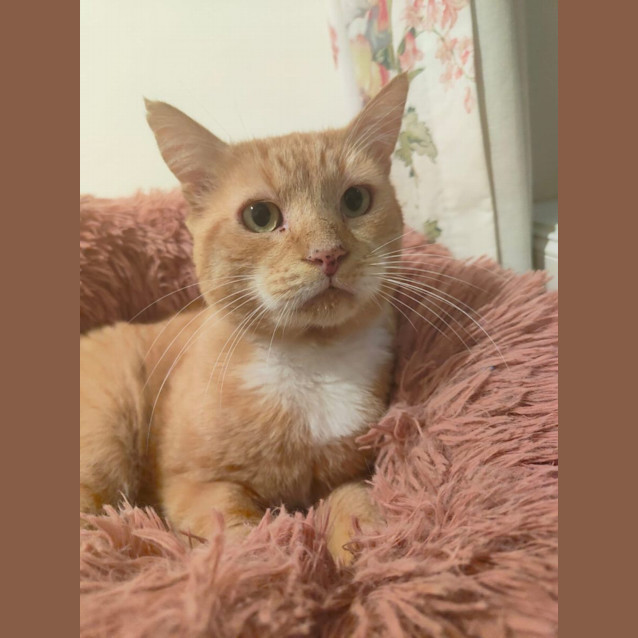 Photo of Ginger
