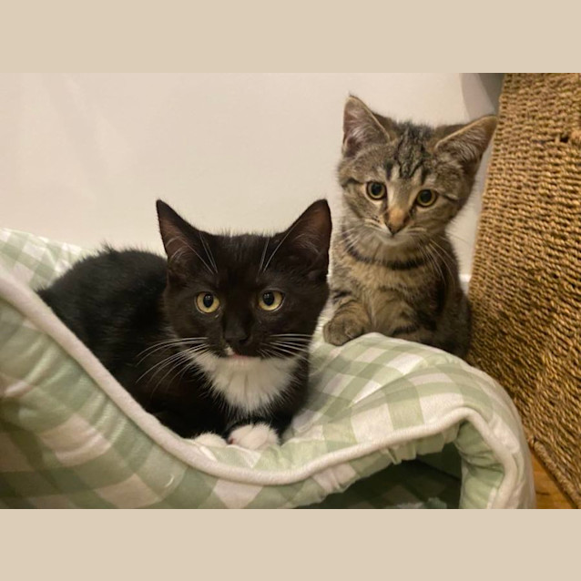 Photo of Moonlight And Sapphire 