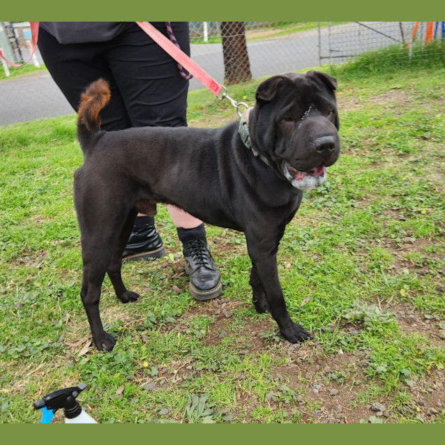 Photo of Marley   63529