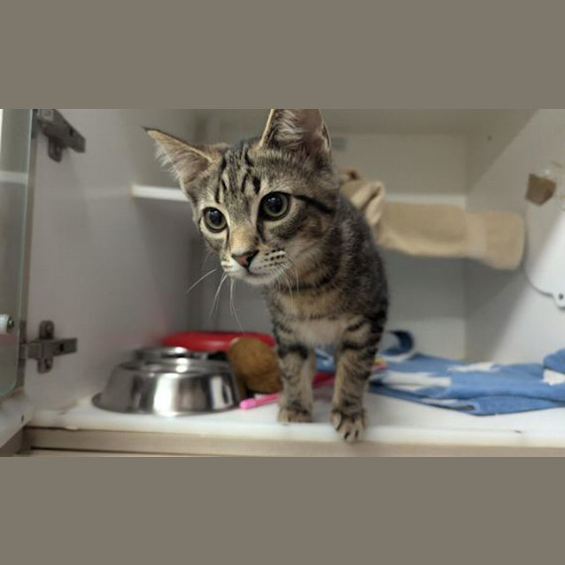 Photo of Tiger