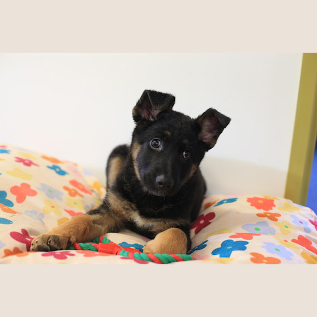 Photo of Luna