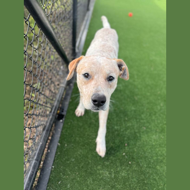 Photo of Cowboy Imp 1101