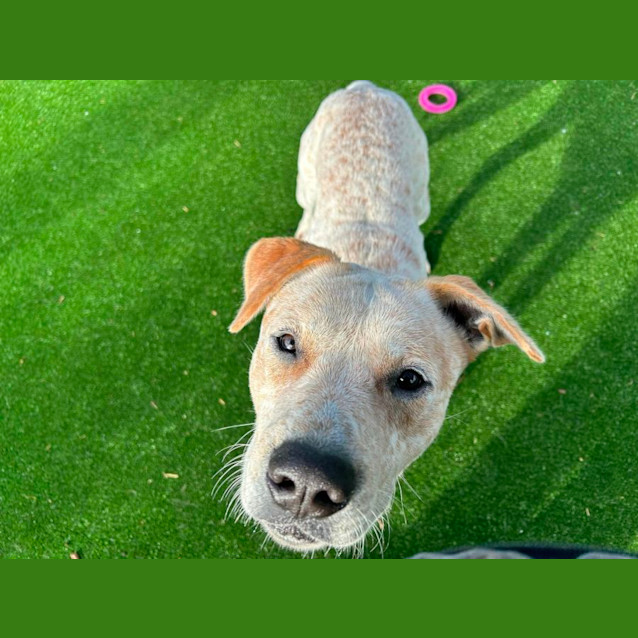 Photo of Cowboy Imp 1101