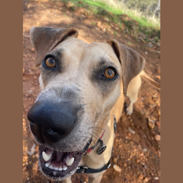 Photo of Scout